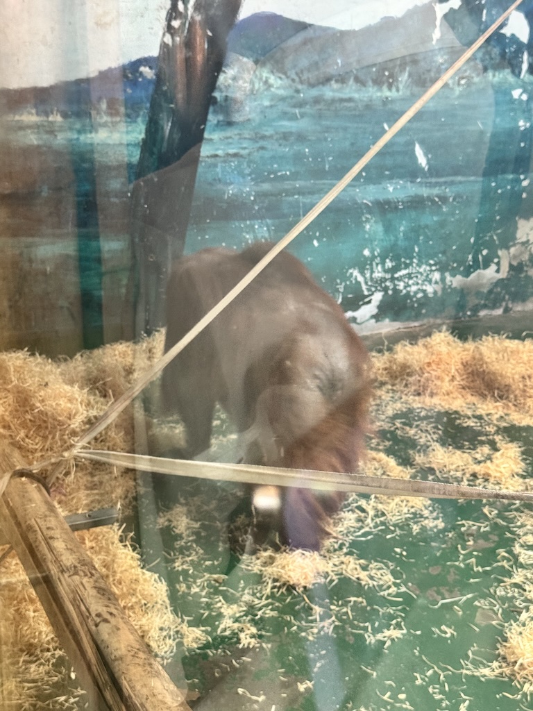 角落里的红猩猩